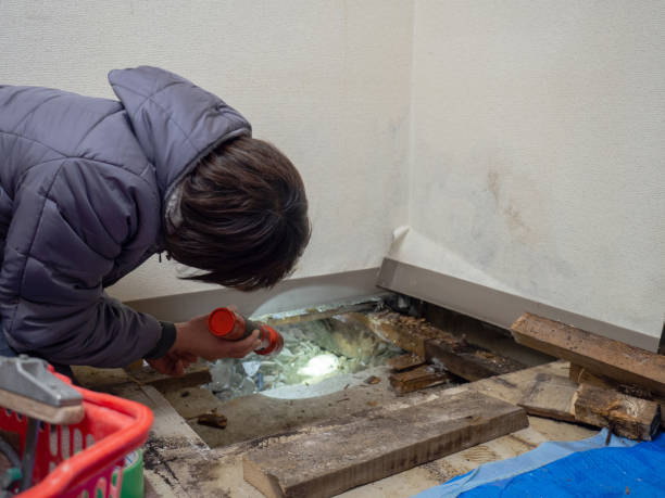 Environmental Consulting for Mold Prevention in Williamsburg, KY