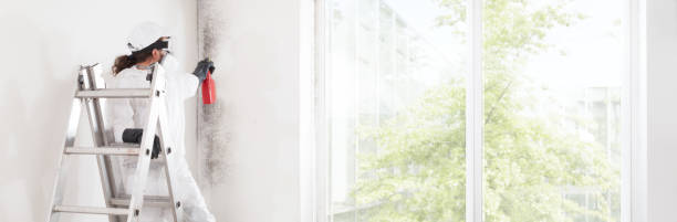Best Water Damage & Mold Remediation  in Williamsburg, KY